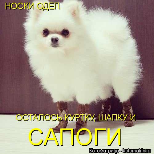 НОСКИ ОДЕЛ. ОСТАЛОСЬ КУРТКУ, ШАПКУ И САПОГИ... Котоматрица: НОСКИ ОДЕЛ. ОСТАЛОСЬ КУРТКУ, ШАПКУ И САПОГИ