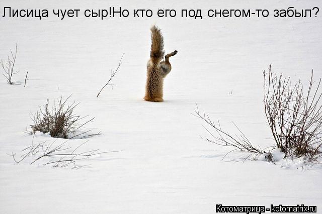 Котоматрица: Лисица чует сыр!Но кто его под снегом-то забыл?
