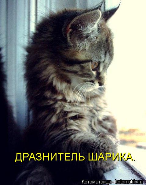 Котоматрица: ДРАЗНИТЕЛЬ ШАРИКА.
