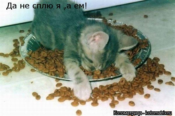 Котоматрица: Да не сплю я ,а ем!