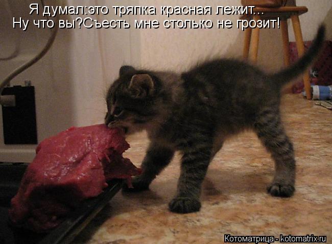 Котоматрица: Я думал:это тряпка красная лежит... Ну что вы?Съесть мне столько не грозит!