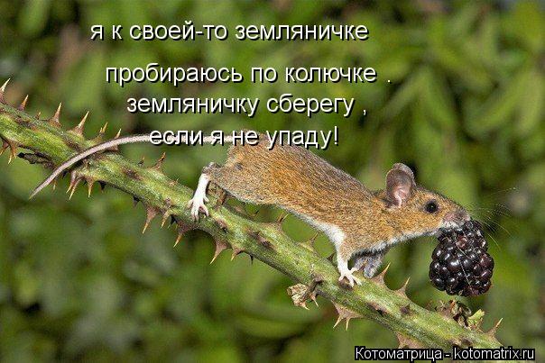 я к своей-то земляничке . земляничку сберегу , если я не упаду! пробираюсь по колючке... Котоматрица: я к своей-то земляничке . земляничку сберегу , если я не упаду! пробираюсь по колючке