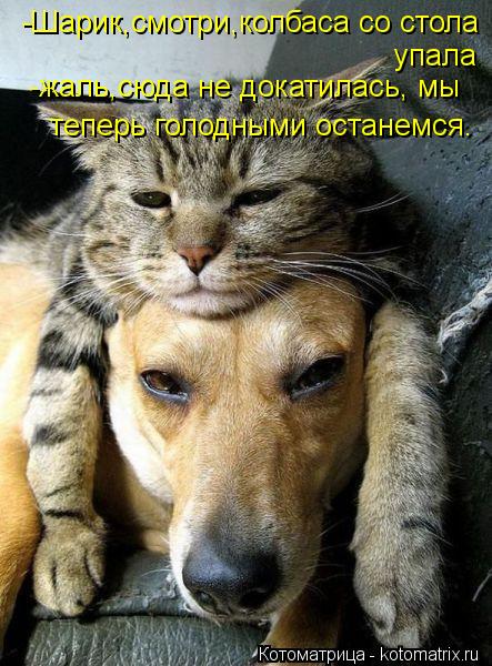 -Шарик,смотри,колбаса со стола упала -жаль,сюда не докатилась, мы теперь голодными останемся.... Котоматрица: -Шарик,смотри,колбаса со стола упала -жаль,сюда не докатилась, мы теперь голодными останемся.