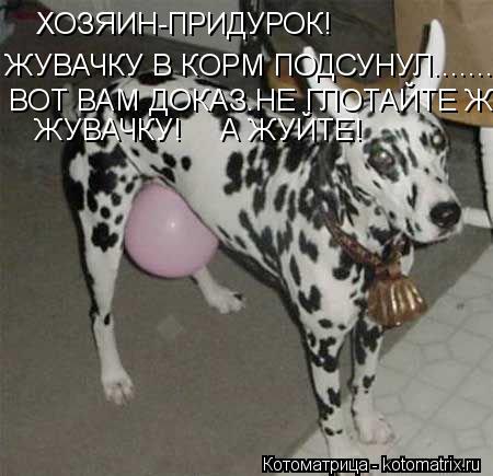 ХОЗЯИН-ПРИДУРОК! ЖУВАЧКУ В КОРМ ПОДСУНУЛ................................................................ Котоматрица: ХОЗЯИН-ПРИДУРОК! ЖУВАЧКУ В КОРМ ПОДСУНУЛ............................................................................ ВОТ ВАМ ДОКАЗ.НЕ ГЛОТАЙТЕ ЖУВАЧКУ ЖУВАЧКУ! А ЖУЙТЕ!