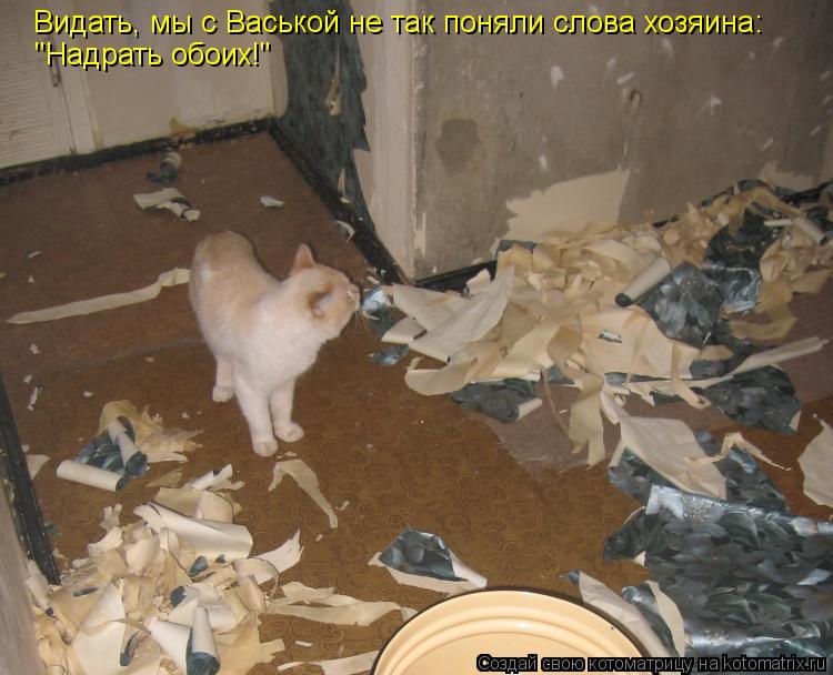 Видать, мы с Васькой не так поняли слова хозяина: "Надрать обоих!"... Котоматрица: Видать, мы с Васькой не так поняли слова хозяина: "Надрать обоих!"
