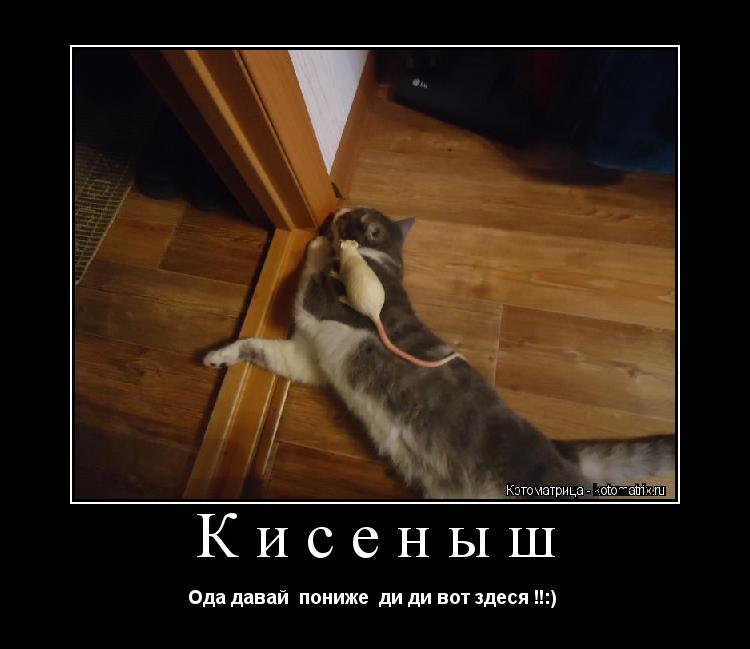 Котоматрица: Кисеныш Ода давай  пониже  ди ди вот здеся !!:) 