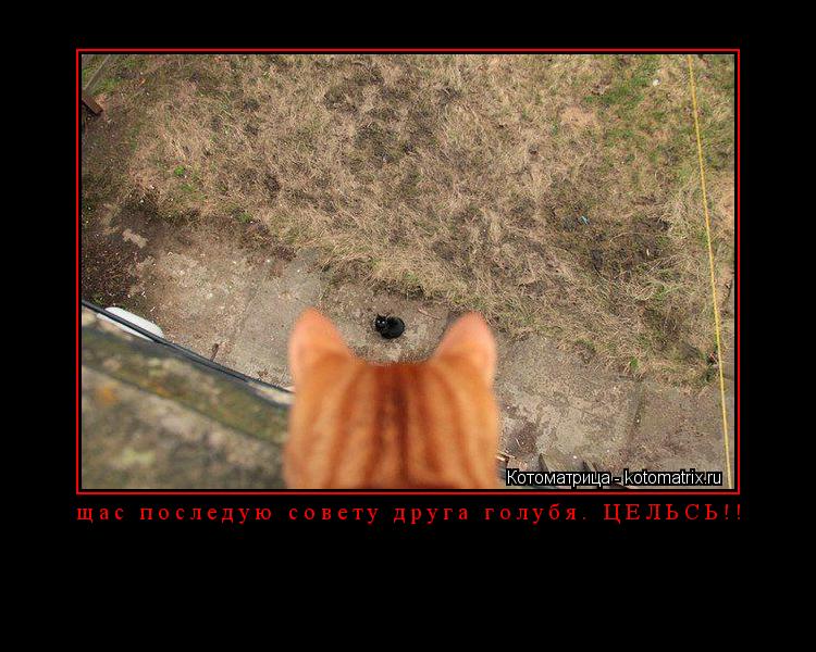 щас последую совету друга голубя. ЦЕЛЬСЬ!! ... Котоматрица: щас последую совету друга голубя. ЦЕЛЬСЬ!!