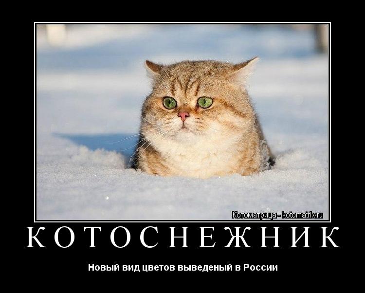 КОТОСНЕЖНИК Новый вид цветов выведеный в России... Котоматрица: КОТОСНЕЖНИК Новый вид цветов выведеный в России