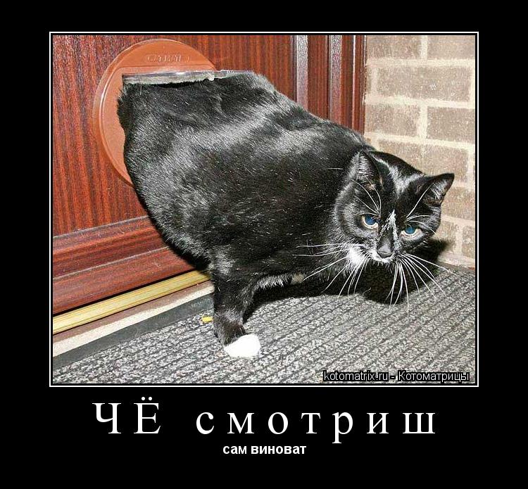 ЧЁ смотриш сам виноват... Котоматрица: ЧЁ смотриш сам виноват