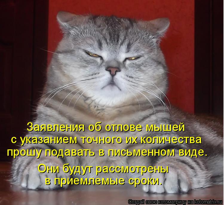 Заявления об отлове мышей с указанием точного их количества прошу подавать в письменном виде. Они буд... Котоматрица: Заявления об отлове мышей с указанием точного их количества прошу подавать в письменном виде. Они будут рассмотрены в приемлемые сроки.