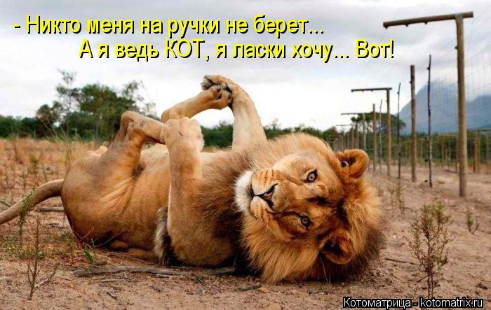- Никто меня на ручки не берет... А я ведь КОТ, я ласки хочу... Вот!... Котоматрица: - Никто меня на ручки не берет... А я ведь КОТ, я ласки хочу... Вот!