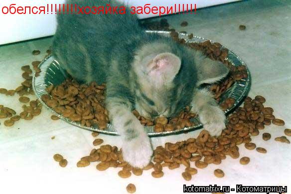 обелся!!!!!!!!хозяйка забери!!!!!!... Котоматрица: обелся!!!!!!!!хозяйка забери!!!!!!