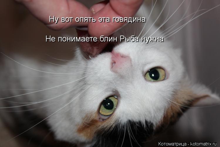 Котоматрица: Ну вот опять эта говядина Ну вот опять эта говядина  Не понимаете блин Рыба нужна