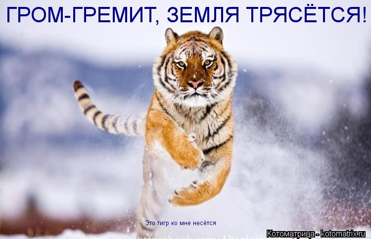 ГРОМ-ГРЕМИТ, ЗЕМЛЯ ТРЯСЁТСЯ! Это тигр ко мне несётся... Котоматрица: ГРОМ-ГРЕМИТ, ЗЕМЛЯ ТРЯСЁТСЯ! Это тигр ко мне несётся