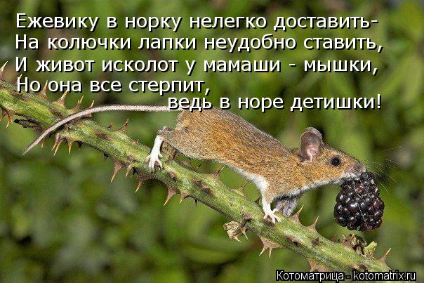 Котоматрица: Ежевику в норку нелегко доставить- На колючки лапки неудобно ставить, И живот исколот у мамаши - мышки, Но она все стерпит,  ведь в норе детиш
