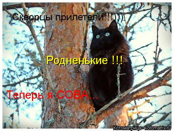 Скворцы прилетели!!!))) Родненькие !!! Теперь я СОВА...... Котоматрица: Скворцы прилетели!!!))) Родненькие !!! Теперь я СОВА...