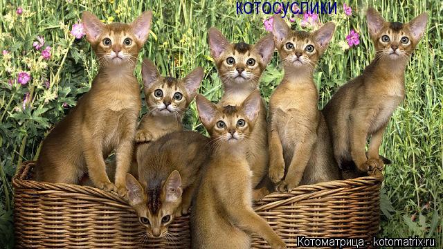 котосуслики... Котоматрица: котосуслики