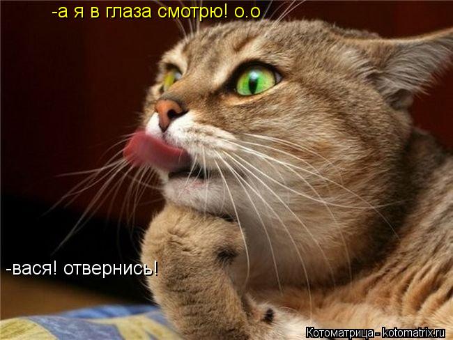 -вася! отвернись! -а я в глаза смотрю! о.о... Котоматрица: -вася! отвернись! -а я в глаза смотрю! о.о