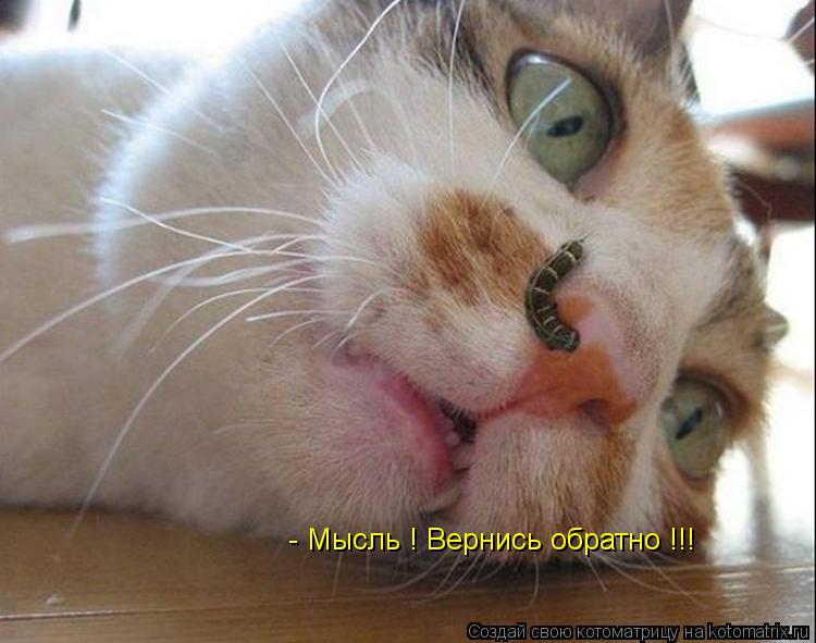 - Мысль ! Вернись обратно !!!... Котоматрица: - Мысль ! Вернись обратно !!!