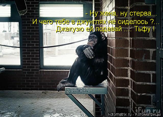 - Ну жена, ну стерва... И чего тебе в джунглях не сиделось ?... Джакузю ей подавай .... Тьфу !... Котоматрица: - Ну жена, ну стерва... И чего тебе в джунглях не сиделось ?... Джакузю ей подавай .... Тьфу !