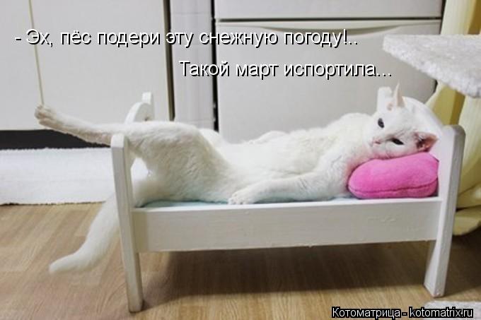 - Эх, пёс подери эту снежную погоду!.. Такой март испортила...... Котоматрица: - Эх, пёс подери эту снежную погоду!.. Такой март испортила...