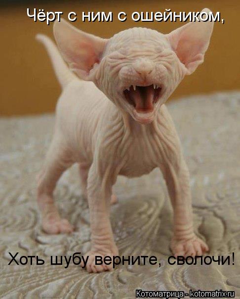 Чёрт с ним с ошейником, Хоть шубу верните, сволочи!... Котоматрица: Чёрт с ним с ошейником, Хоть шубу верните, сволочи!