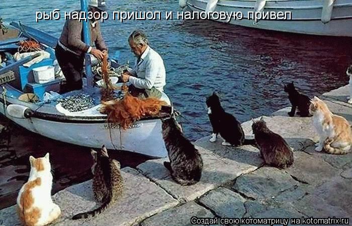 рыб надзор пришол и налоговую привел... Котоматрица: рыб надзор пришол и налоговую привел