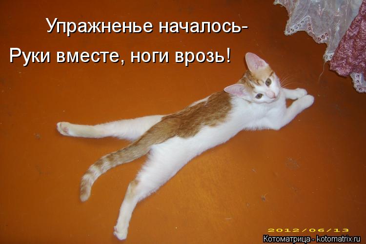 Упражненье началось- Руки вместе, ноги врозь!... Котоматрица: Упражненье началось- Руки вместе, ноги врозь!