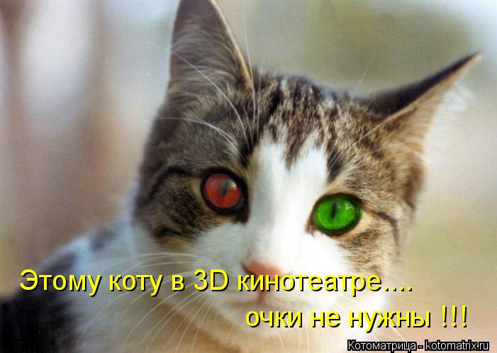 Этому коту в 3D кинотеатре.... очки не нужны !!!... Котоматрица: Этому коту в 3D кинотеатре.... очки не нужны !!!