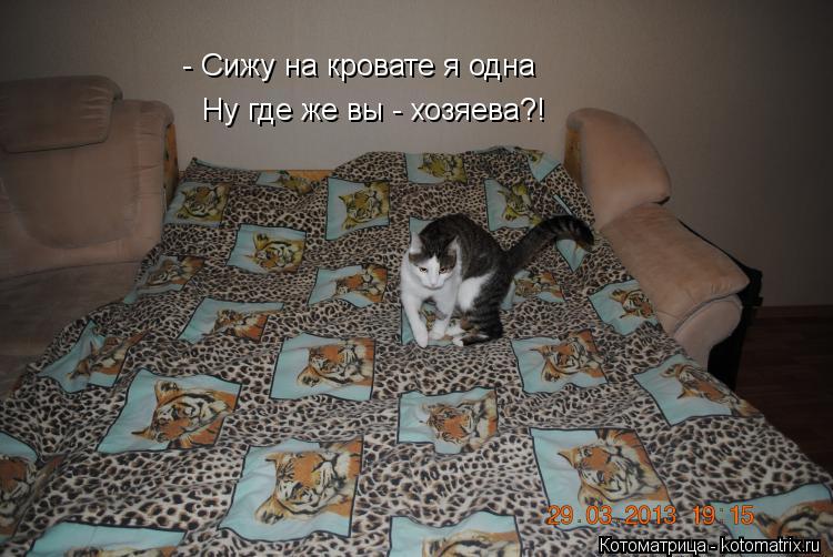 Котоматрица: - Сижу на кровате я одна Ну где же вы - хозяева?!