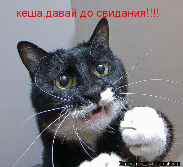 кеша,давай до свидания!!!!... Котоматрица: кеша,давай до свидания!!!!