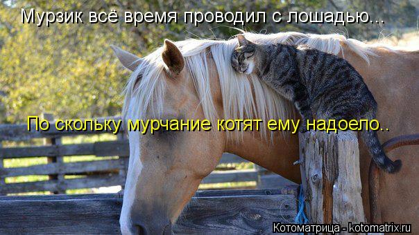 Котоматрица: Мурзик всё время проводил с лошадью... По скольку мурчание котят ему надоело..