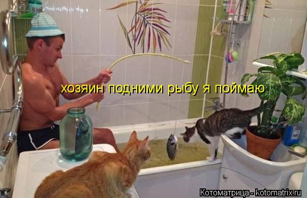 хозяин подними рыбу я поймаю... Котоматрица: хозяин подними рыбу я поймаю