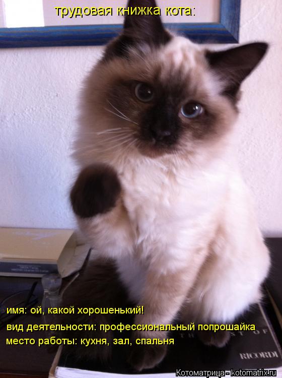 трудовая книжка кота: вид деятельности: профессиональный попрошайка место работы: кухня, зал, спальн... Котоматрица: трудовая книжка кота: вид деятельности: профессиональный попрошайка место работы: кухня, зал, спальня имя: ой, какой хорошенький!