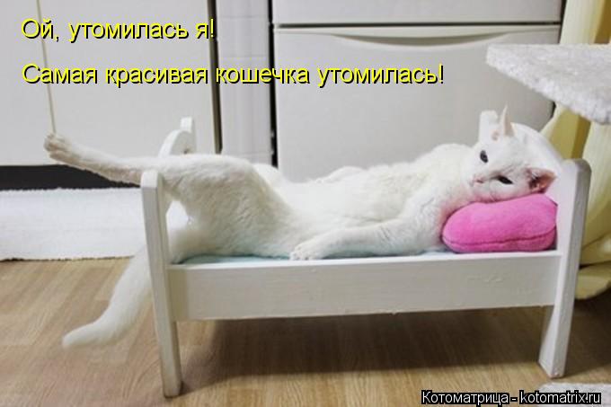 Ой, утомилась я! Самая красивая кошечка утомилась!... Котоматрица: Ой, утомилась я! Самая красивая кошечка утомилась!