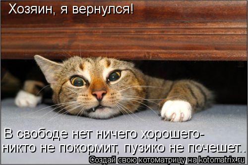 Хозяин, я вернулся! В свободе нет ничего хорошего- никто не покормит, пузико не почешет..... Котоматрица: Хозяин, я вернулся! В свободе нет ничего хорошего- никто не покормит, пузико не почешет..