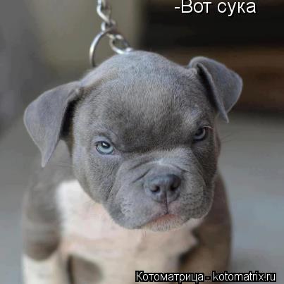 -Вот сука... Котоматрица: -Вот сука