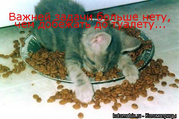 Важней задачи больше нету, чем добежать до туалету...... Котоматрица: Важней задачи больше нету, чем добежать до туалету...