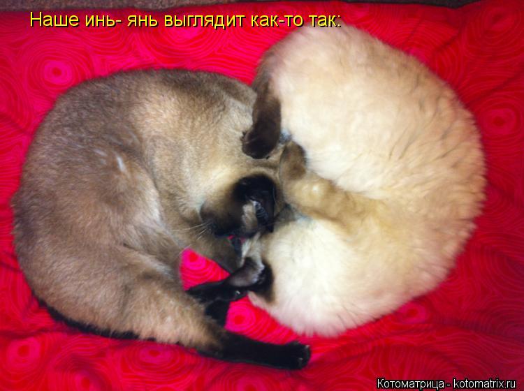 Наше инь- янь выглядит как-то так:... Котоматрица: Наше инь- янь выглядит как-то так: