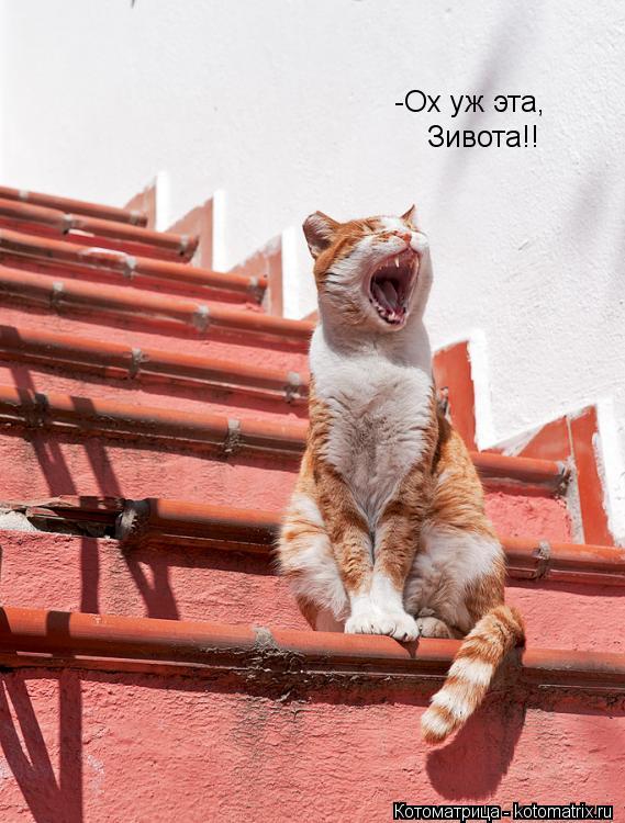 -Ох уж эта, Зивота!!... Котоматрица: -Ох уж эта, Зивота!!