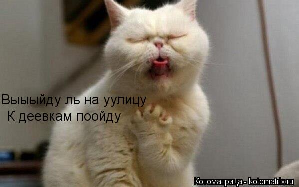 Выыыйду ль на уулицу К деевкам поойду... Котоматрица: Выыыйду ль на уулицу К деевкам поойду