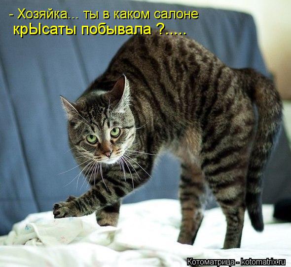 - Хозяйка... ты в каком салоне крЫсаты побывала ?........ Котоматрица: - Хозяйка... ты в каком салоне крЫсаты побывала ?.....