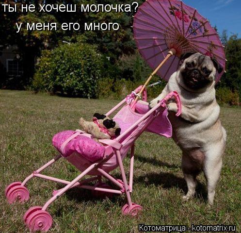 ты не хочеш молочка? у меня его много... Котоматрица: ты не хочеш молочка? у меня его много
