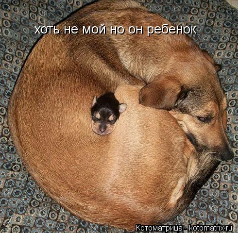 хоть не мой но он ребенок... Котоматрица: хоть не мой но он ребенок