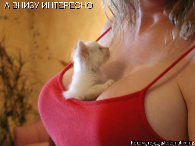 А ВНИЗУ ИНТЕРЕСНО... Котоматрица: А ВНИЗУ ИНТЕРЕСНО