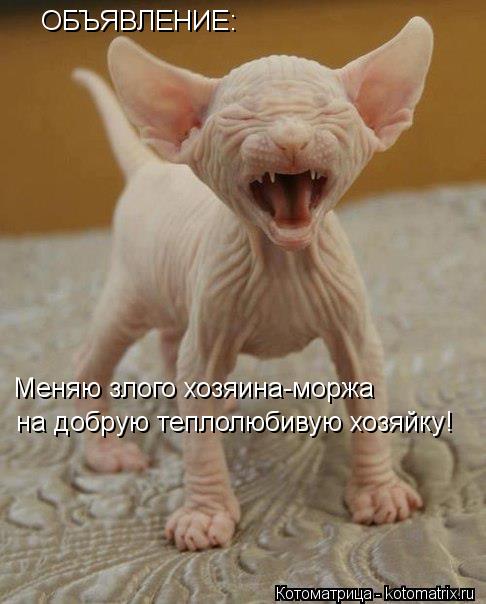 ОБЪЯВЛЕНИЕ: Меняю злого хозяина-моржа на добрую теплолюбивую хозяйку!... Котоматрица: ОБЪЯВЛЕНИЕ: Меняю злого хозяина-моржа на добрую теплолюбивую хозяйку!