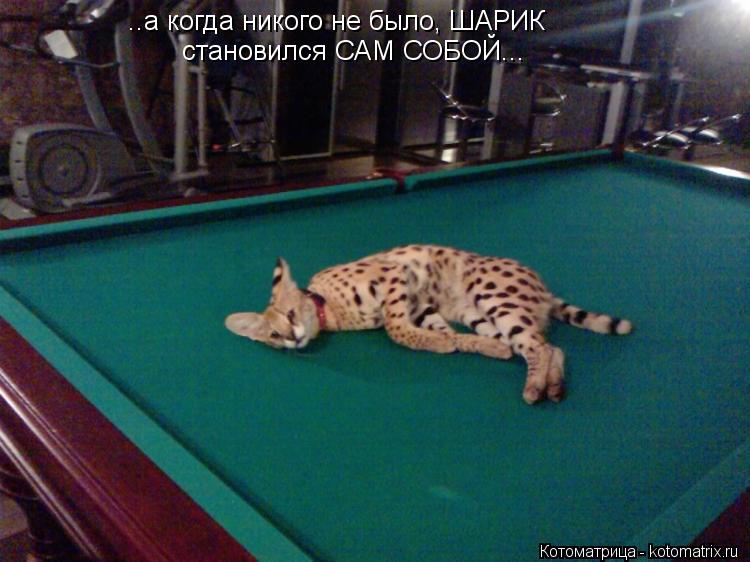 ..а когда никого не было, ШАРИК становился САМ СОБОЙ...... Котоматрица: ..а когда никого не было, ШАРИК становился САМ СОБОЙ...