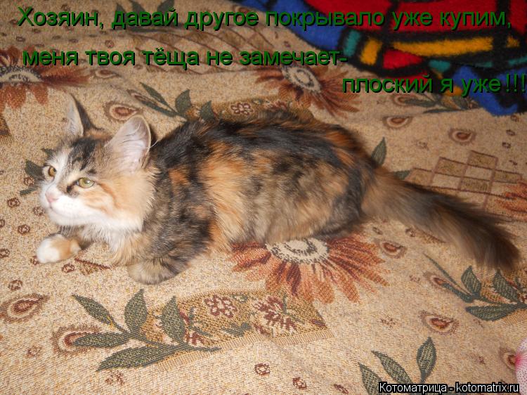 плоский я уже !!! меня твоя тёща не замечает Хозяин, давай другое покрывало уже купим, -... Котоматрица: плоский я уже !!! меня твоя тёща не замечает Хозяин, давай другое покрывало уже купим, -