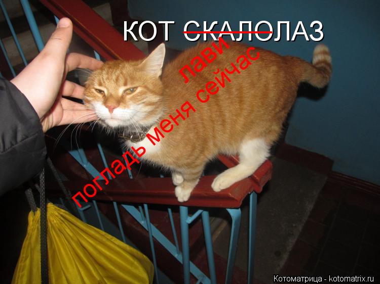 КОТ СКАЛОЛАЗ ______ лави погладь меня сейчас... Котоматрица: КОТ СКАЛОЛАЗ ______ лави погладь меня сейчас