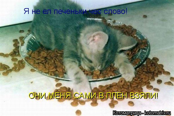 Я не ел печеньки,чес слово! Они сами меня в плен зяли! Я не ел печеньки,чес слово! Я не ел печеньки,ч... Котоматрица: Я не ел печеньки,чес слово! Они сами меня в плен зяли! Я не ел печеньки,чес слово! Я не ел печеньки,чес слово! ОНИ МЕНЯ САМИ В ПЛЕН ВЗЯЛИ!